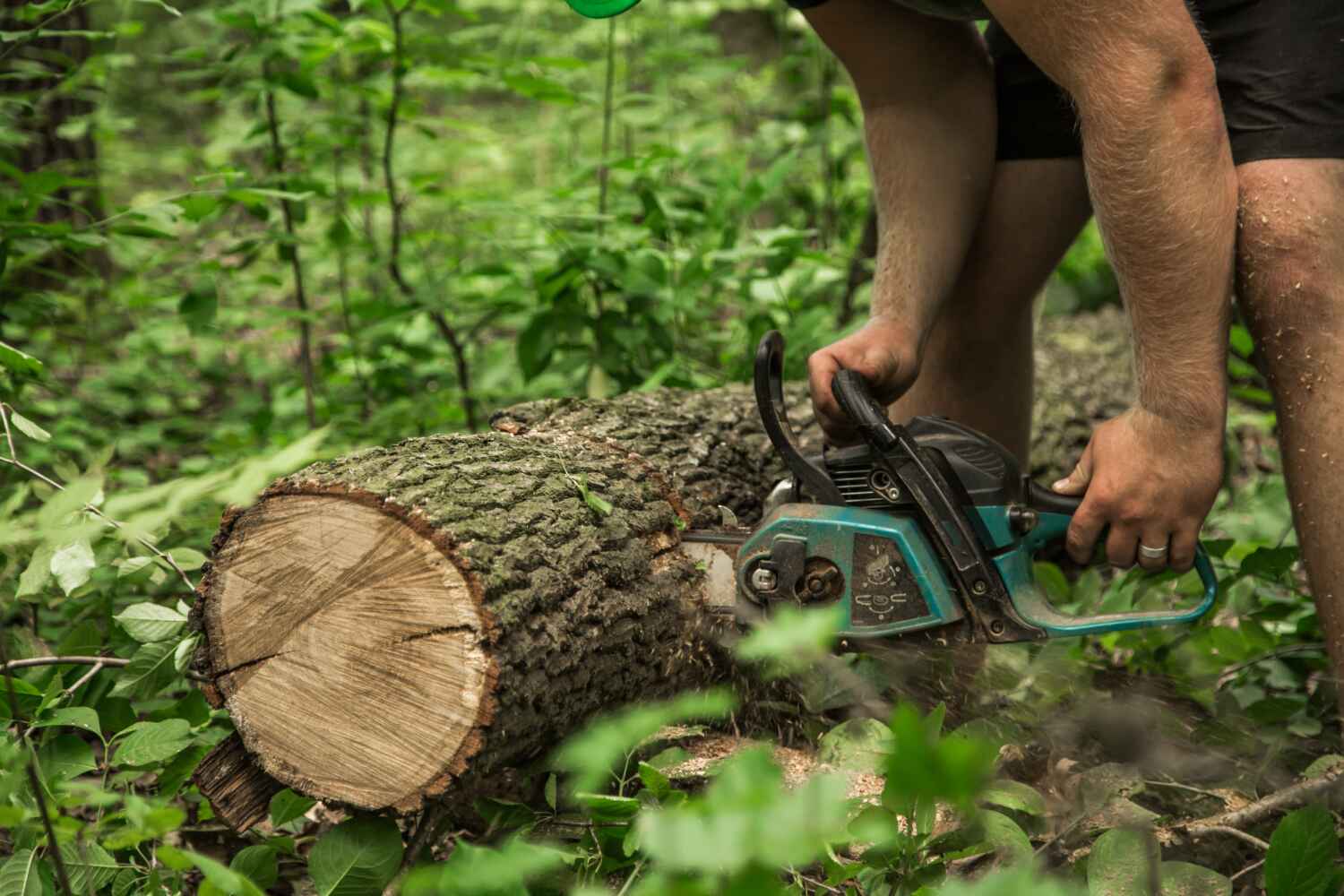 Trusted Mineral Point, WI Tree Service Experts